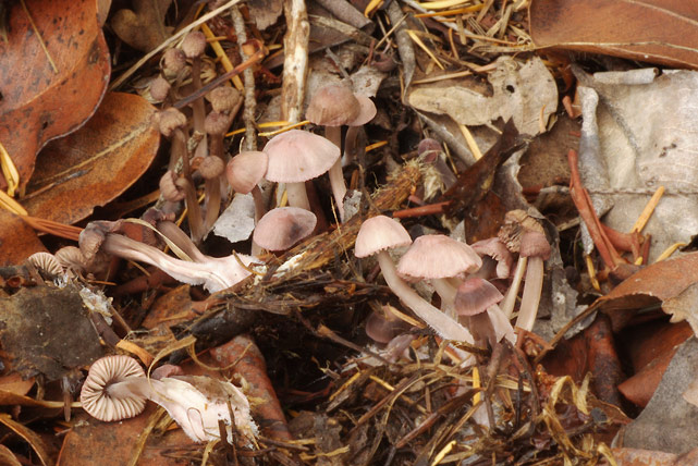 Mycena rutilantiformis
